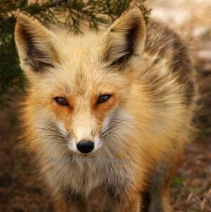 4x6 Original Nature Photography of Red Fox At Island Beach State Park Print